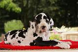 DOGUE ALLEMAND 218